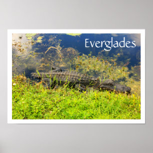 Póster Alligador en el Parque Nacional Everglades, Florid