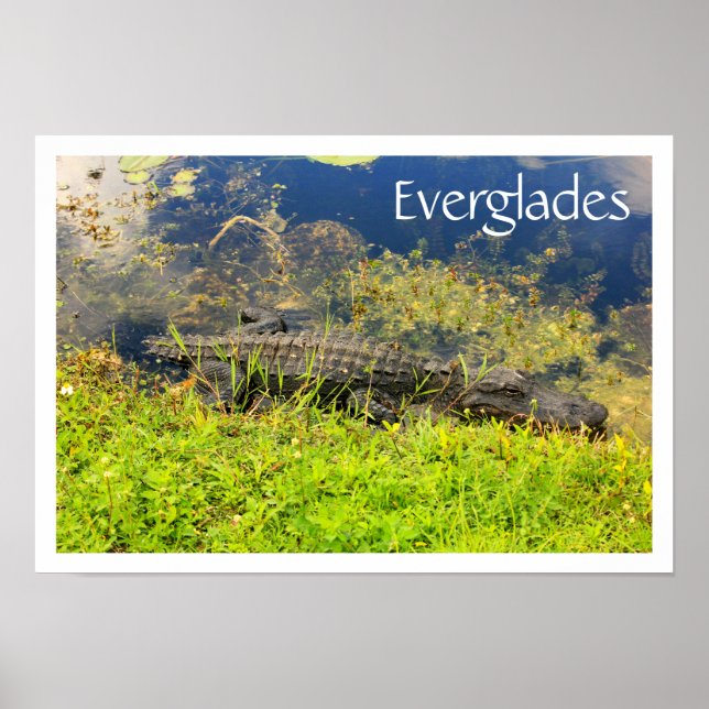 Póster Alligador en el Parque Nacional Everglades, Florid (Frente)