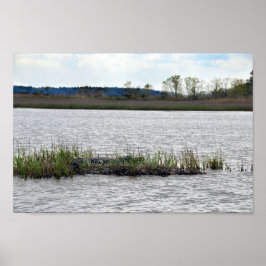 Póster Alligador en la isla del Oso, Carolina del Sur