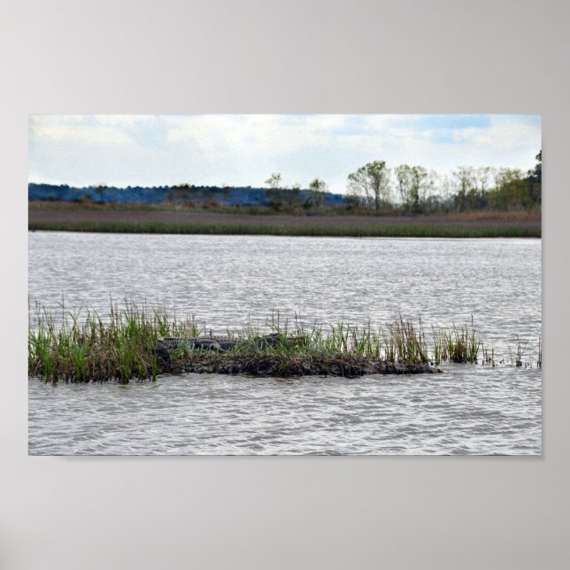 Póster Alligador en la isla del Oso, Carolina del Sur (Frente)
