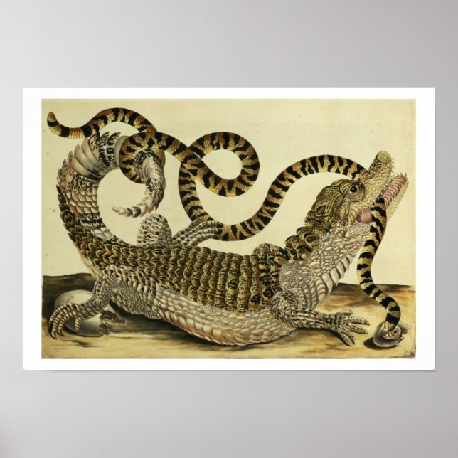Póster Alligador y serpiente, 1730 (grabado de colores) (Frente)