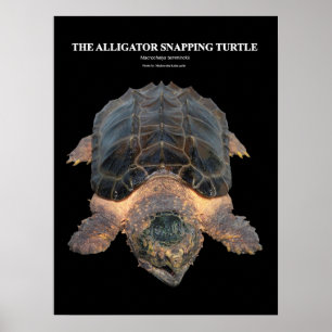 Póster Alligator の de la tortuga del pargo ポ ス タ