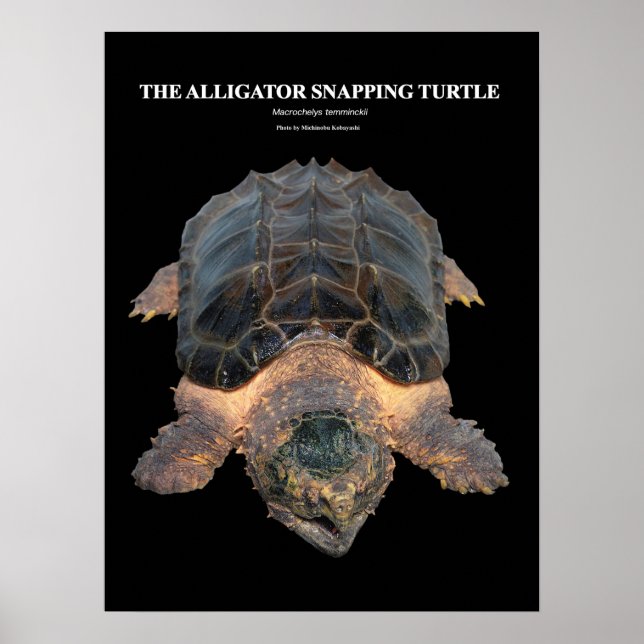 Póster Alligator の de la tortuga del pargo ポ ス タ (Frente)