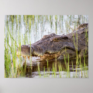 Póster Alligator Crocodiles Wildlife Africa