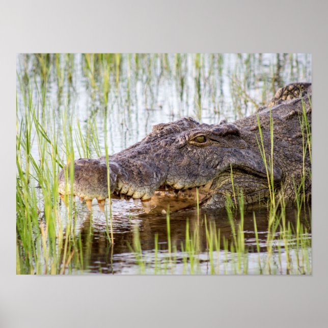Póster Alligator Crocodiles Wildlife Africa (Frente)