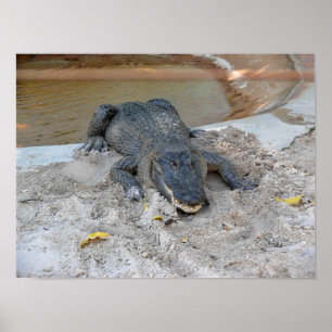 Póster Alligator, Fort Lauderdale, Florida