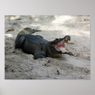 Póster Alligator, Fort Lauderdale, Florida