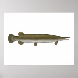 Póster Alligator Gar