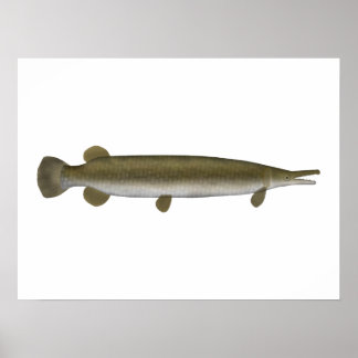 Póster Alligator Gar