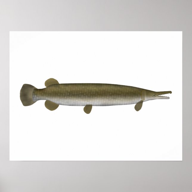 Póster Alligator Gar (Frente)