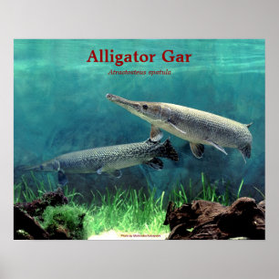 Póster Alligator gar の ポ ス タ