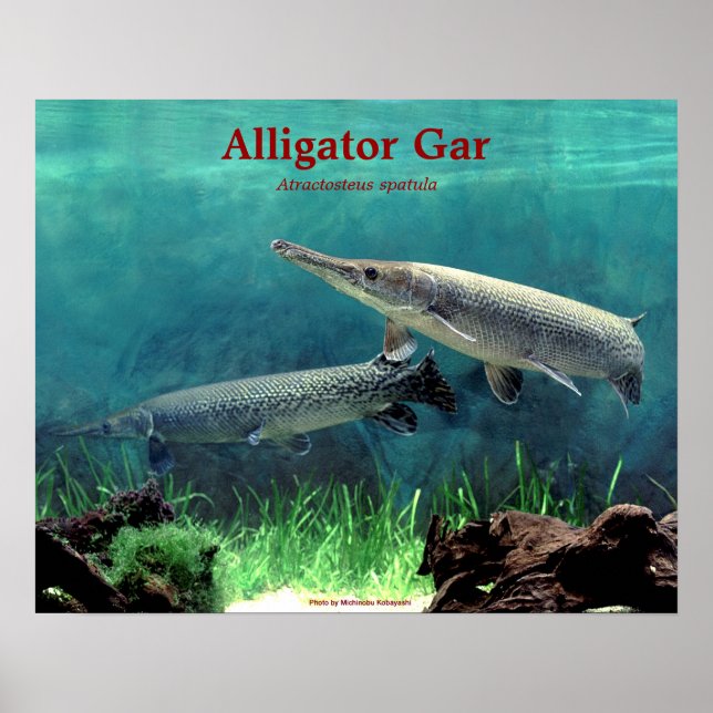 Póster Alligator gar の ポ ス タ (Frente)