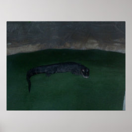 Póster Alligator ~ ¿Qué hay en la oscuridad? ~ Poster / I