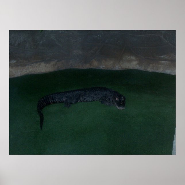 Póster Alligator ~ ¿Qué hay en la oscuridad? ~ Poster / I (Frente)