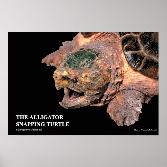 Póster Alligator Snapping Turtleのポスター (Frente)