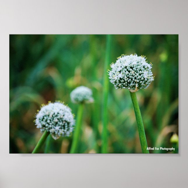 Póster Allium, Flor de Cebolla Silvestre (Frente)
