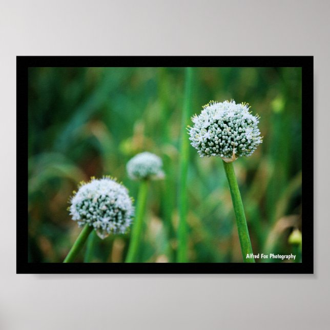 Póster Allium, Flor de Cebolla Silvestre (Frente)