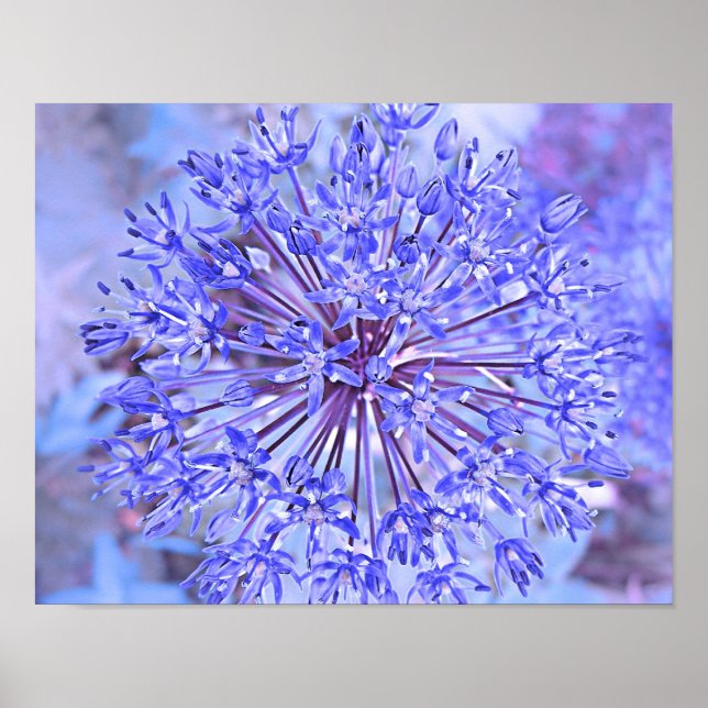 Póster Allium Flower Blue (Frente)