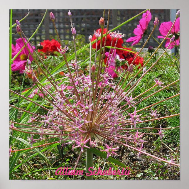 Póster Allium Schubertii Print (Frente)