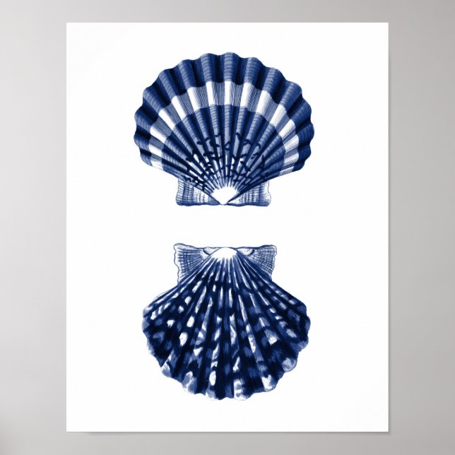 Póster Almejas con cubierta marina (Frente)