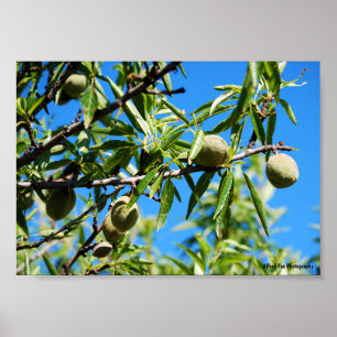Póster Almendras en Cielo Azul