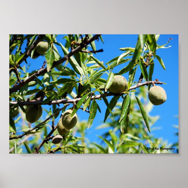 Póster Almendras en Cielo Azul (Frente)