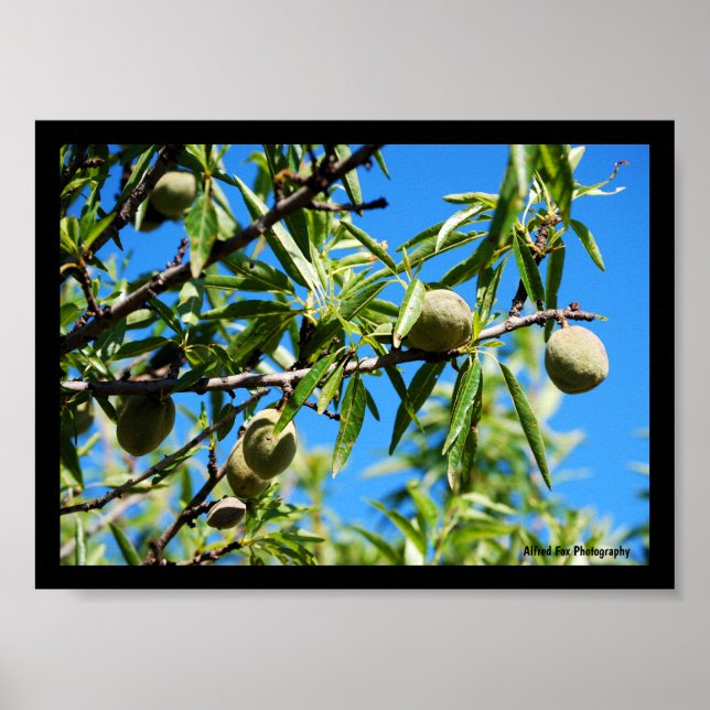 Póster Almendras en Cielo Azul (Frente)
