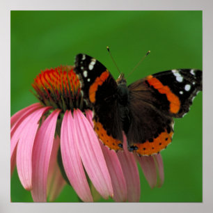 Póster Almirante rojo mariposa