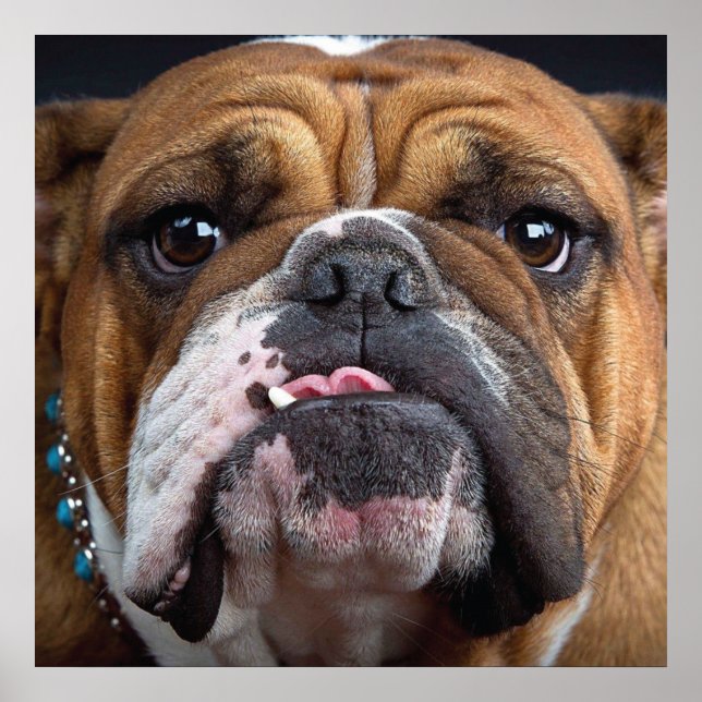 Póster Almohada de inglés bulldog (Frente)