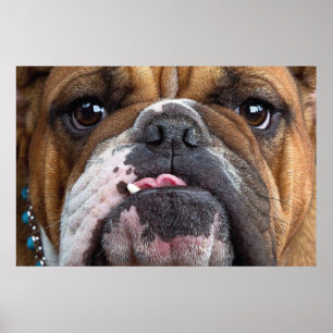 Póster Almohada de inglés bulldog