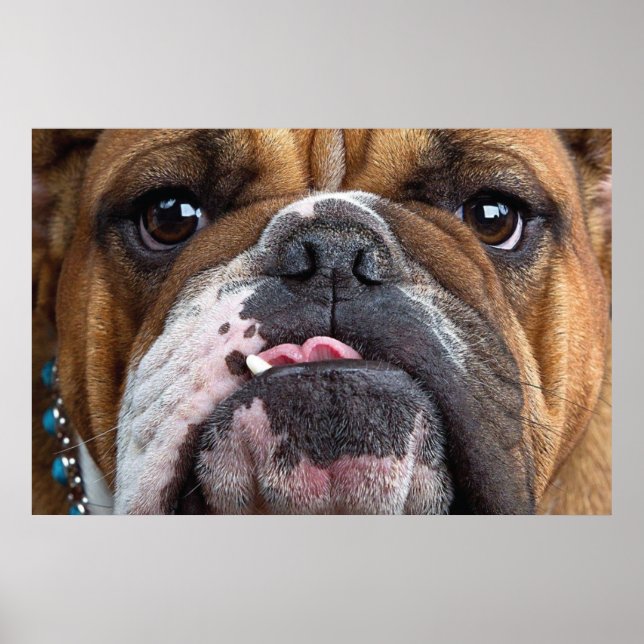 Póster Almohada de inglés bulldog (Frente)