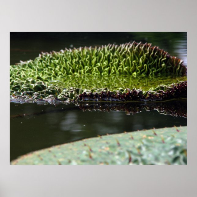 Póster Almohadilla de crecimiento (Frente)