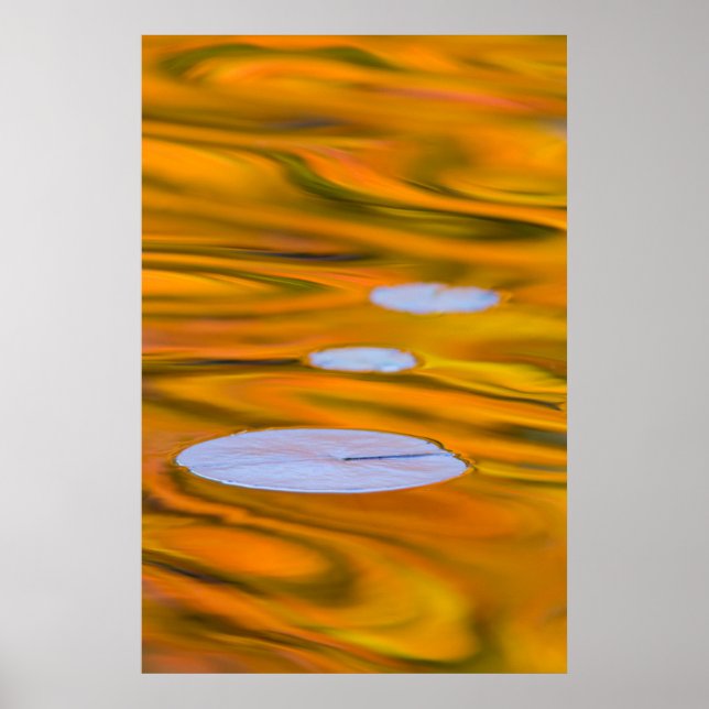 Póster Almohadilla en agua naranja, Canadá (Frente)
