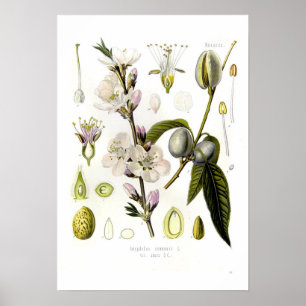 Póster Almond
