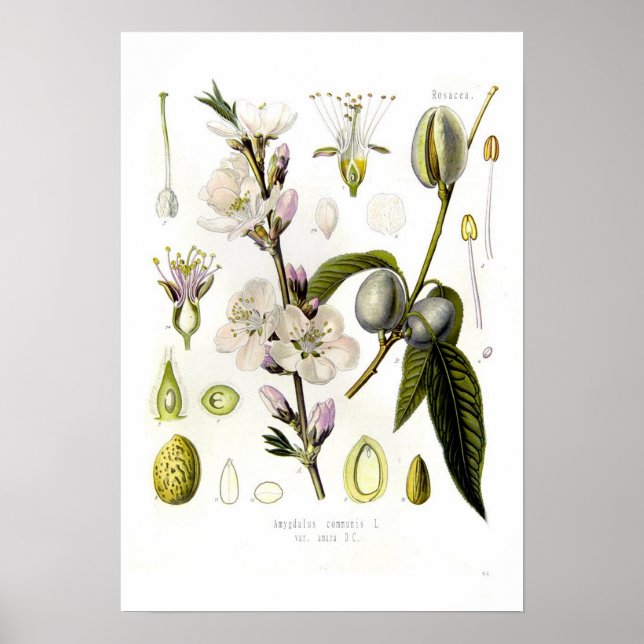 Póster Almond (Frente)