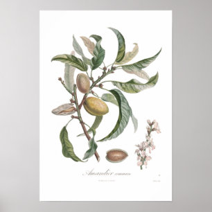 Póster Almond