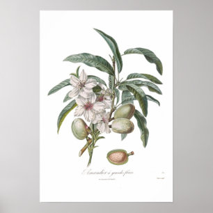 Póster Almond, Amandier en grandes flours