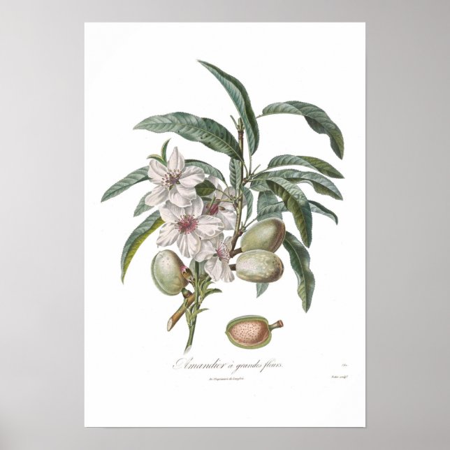 Póster Almond, Amandier en grandes flours (Frente)