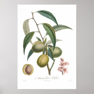 Póster Almond, Amandier-pecher