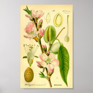 Póster Almond (Prunus amygdalus)
