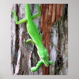 Póster ¿Almorzar a alguien? Poster de Anole Verde (Lizard