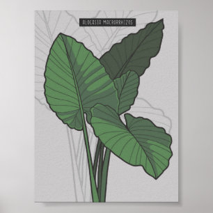 Póster Alocasia Macrorrhizos Giant Taro planifica