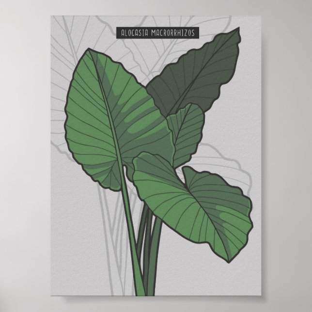 Póster Alocasia Macrorrhizos Gigante Taro (Frente)
