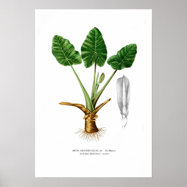Póster Alocasia montana (Frente)