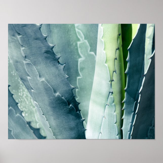 Póster Aloe (Frente)