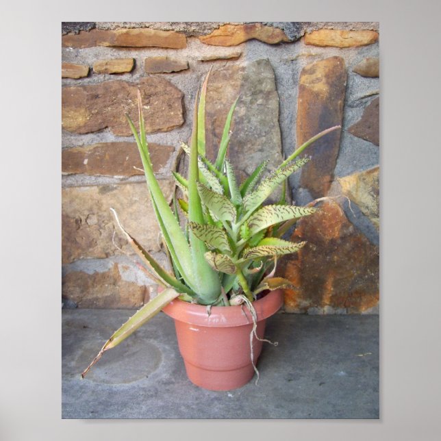 Póster Aloe Combo (Frente)