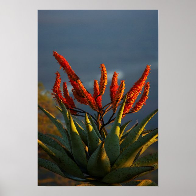 Póster Aloe de Montaña (Aloe Marlothii Berger) (Frente)