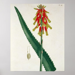Póster Aloe from 'Phytographie Medicale' by Joseph Roques
