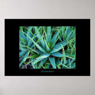 Póster Aloe Vera