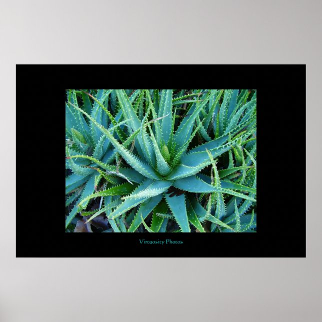 Póster Aloe Vera (Frente)
